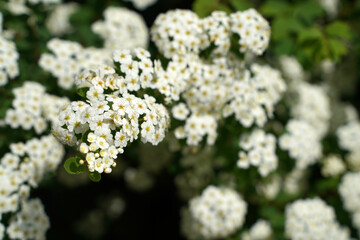 Spiraea vanhouttei Spiraea white flowering