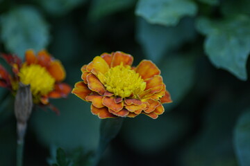 Warme Farbtöne einer Blume