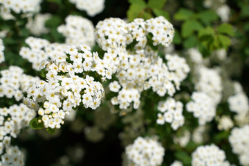 Spiraea vanhouttei Spiraea white flowering