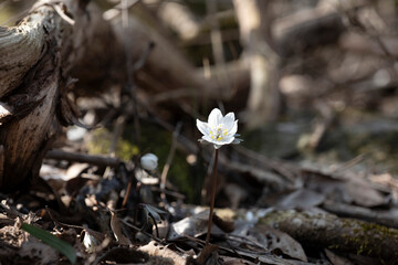 변산바람꽃 야생화 봄꽃