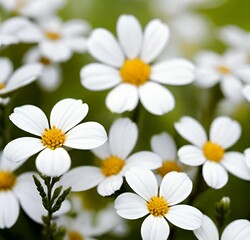 Fototapeta premium white daisy flowers, spring, plant, white, summer, camomile, flowers, blossom, flora, yellow, field, macro, chamomile