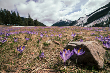 Dolina Chocholowska with blossoming purple crocuses or saffron flowers,Tatra mountains, Poland. © Roxana