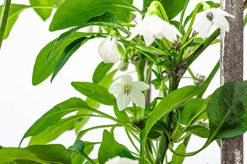 Blooming Bird's eye chili pepper. Urban farming concept, plant grows on the windowsill. Hot flavors