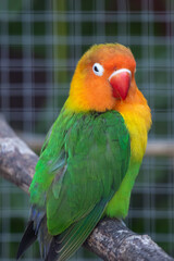 Lovebird Parrot, Agapornis Personatus animal closeup with green striated background