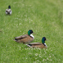 Enten auf einer Wiese