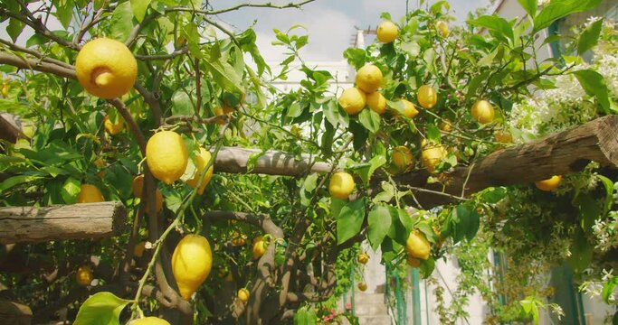 Bright yellow lemons thrive on branches among lush, fragrant blooms. Essence of a Mediterranean summer, filled with color and life.