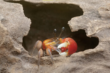 A fiddler crab is hunting for prey in a rotting tree trunk stranded in a coastal estuary. This...