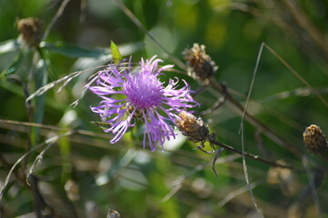 Distel im trockenen Gras
