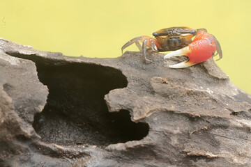 A fiddler crab is hunting for prey in a rotting tree trunk stranded in a coastal estuary. This...