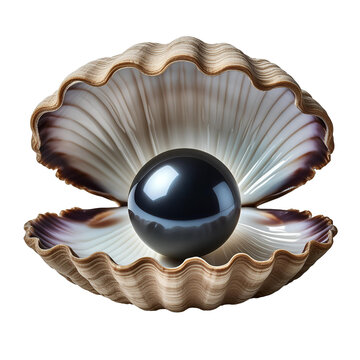 Beautiful round black pearl inside the open clam shell isolated on transparent background 