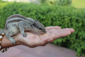  A Human Interest picture of a cute Squirrel eating cereal biscuit from the hand of a girl in India..
