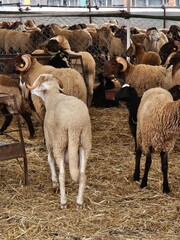 Moroccan sheep livestock for sell in a market for Eid al Adha or the Feast of Sacrifice 