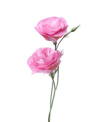 Two pink flowers of Eustoma isolated on white.