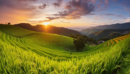A beautiful green rice field, plantation, sunset, hills