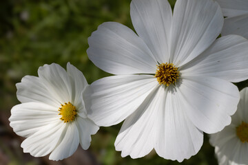 FLORES BLANCAS
