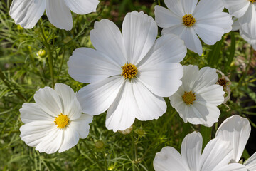 FLORES BLANCAS