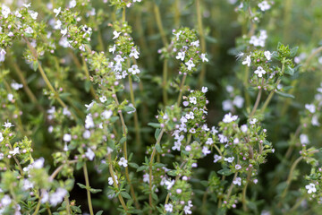 PLANTA CON RAMAS, HOJAS Y FLORES. FONDO CUBIERTO. THYMUS.