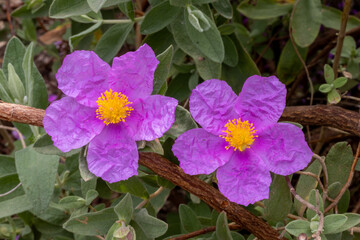 FLORES DE JARA BLANCA. CISTUS ALBIDUS.