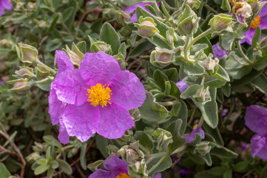 FLORES DE JARA BLANCA. CISTUS ALBIDUS.