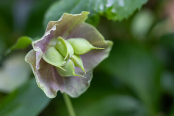CABEZA DE FLOR. DETALLE. COLOR VERDE. HELLEBORUS.