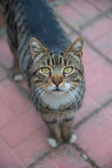 Gray street cat close up.