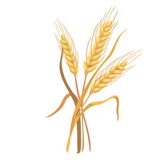 Botanic illustration three ears of wheat isolated