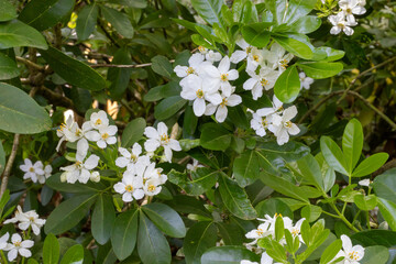 RAMAS CON HOJAS Y FLORES BLANCAS.