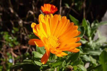 An orange daisy in a back yard of a church in Ioannina, Epirus Greece