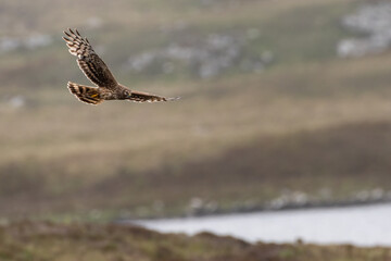 Female hen harrier (Circus cyaneus) flying over the moorland, Benbecula, Outer Hebrides, Scotland