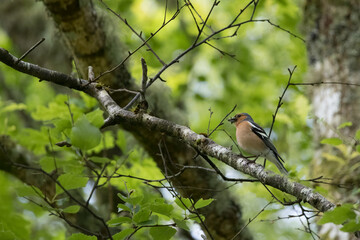 Common Chaffinch, Fringilla coelebs, with insects in its mouth perched on a branch in springtime