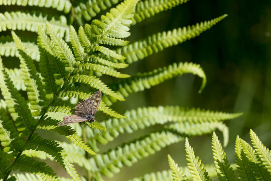 Speckled Wood Butterfly, Pararge aegeria, resting on a fern in the spring sunshine in Scotland