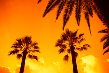 Retro nostalgic synthwave tropical Canary Island Date Palms, escapism. horizontal format, Bari, Italy, 2023