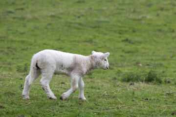 Young lamb in a field  by Carsington Water in Derbyshire