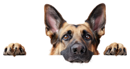PNG German Shepherd peeking mammal animal.