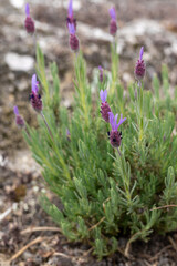 PEQUEÑA MATA CON FLORES. FLORES DE COLOR MORADO. LAVANDULA.