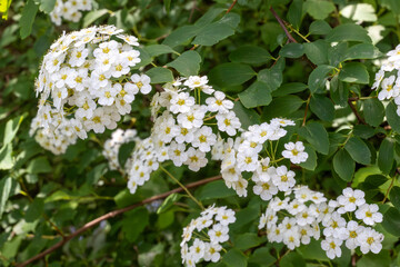 PLANTA CON FLORES. LAS FLORES SON PEQUEÑAS. BLANCAS. FONDO CON HOJAS. SPIRAEA.