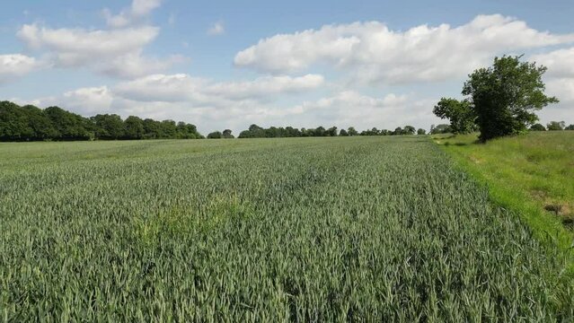 Low drone flight over arable farmland near the village of Chart Sutton in Kent, UK. Early June.