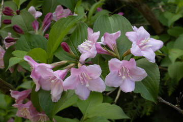 FLORES DE COLOR ROSA, LAS FLORES ESTÁN EN RAMA. WEIGELIA.