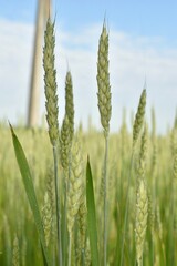 Ripening ears of wheat. Background image.