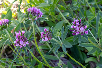 Fototapeta premium PLANTA CON FLORES DE COLOR ROSA. PEQUEÑAS. VULNERARIA. ATHYLLIS VULNERARIA.