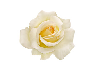 Macro white tea rose isolated