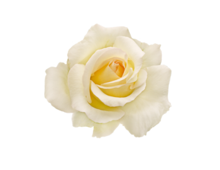 Macro white tea rose isolated