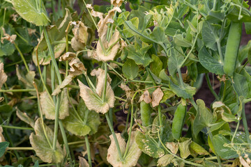 green pea plant with mature blades and dry leaves