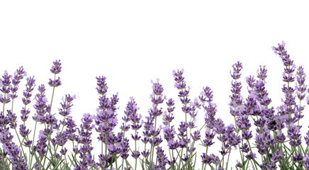 Naklejka premium PNG Lavender backgrounds blossom flower.