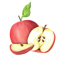 Garden apple fruit. Ripe red apple with green leaf, a half of apple and a slice. Hand-drawn watercolor illustration