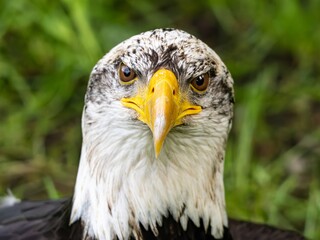 American bald eagle portrait. close-up view, its intricate feathers and distinctive yellow beak showcased against a softly blurred natural backdrop, evoking a sense of wild beauty.