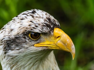 American bald eagle portrait. close-up view, its intricate feathers and distinctive yellow beak showcased against a softly blurred natural backdrop, evoking a sense of wild beauty.