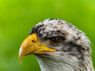 American bald eagle portrait. close-up view, its intricate feathers and distinctive yellow beak showcased against a softly blurred natural backdrop, evoking a sense of wild beauty.