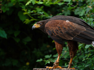 Close up of a Parabuteo unicinctus Harris's Hawk. Golden Eagle - Aquila chrysaetos, flying over grassy area