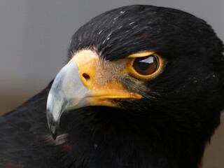 Closeup of a Verreaux's Eagle - Aquila verreauxii.